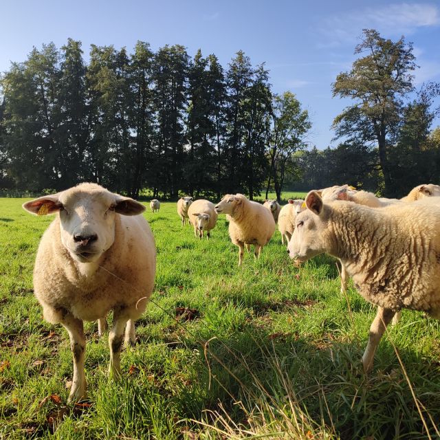 Château de Preisch - Moselle Trois Frontières - Moutons dans le champ