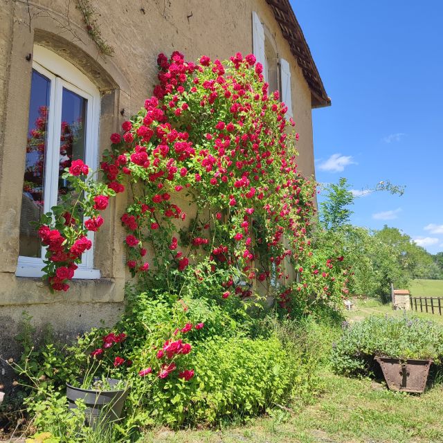 Château de Preisch - Moselle Trois Frontières - Rosier en fleurs