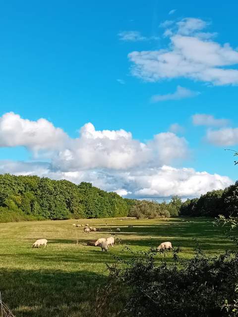 moutons dans le brill