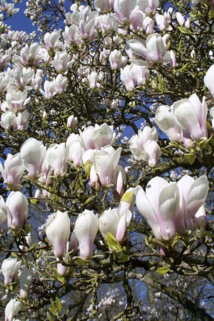 Château de Preisch - Moselle Trois Frontières - Détail fleurs magnolia