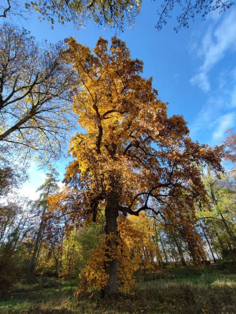 Château de Preisch - Moselle Trois Frontières - Tulipier automne