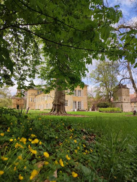 Château de Preisch - Moselle Trois Frontières - Fleurs platane