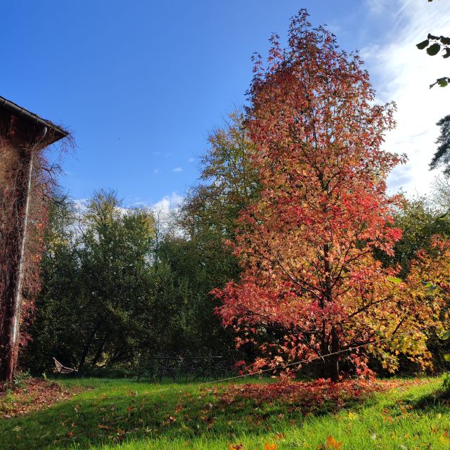 Château de Preisch - Moselle Trois Frontières - Liquidambar en automne